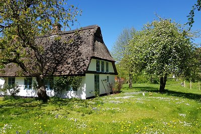 Reetdachkate in der Wiese