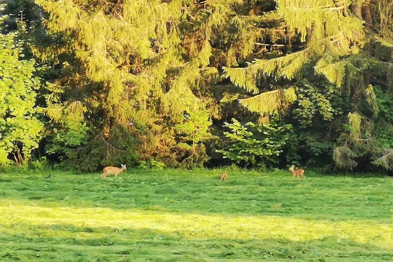 Rehe Abends am Forsthaus 