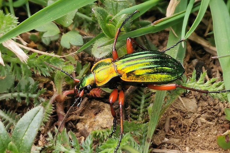 Faszination Natur -  Insekten und Käfern in grüner Umgebung.