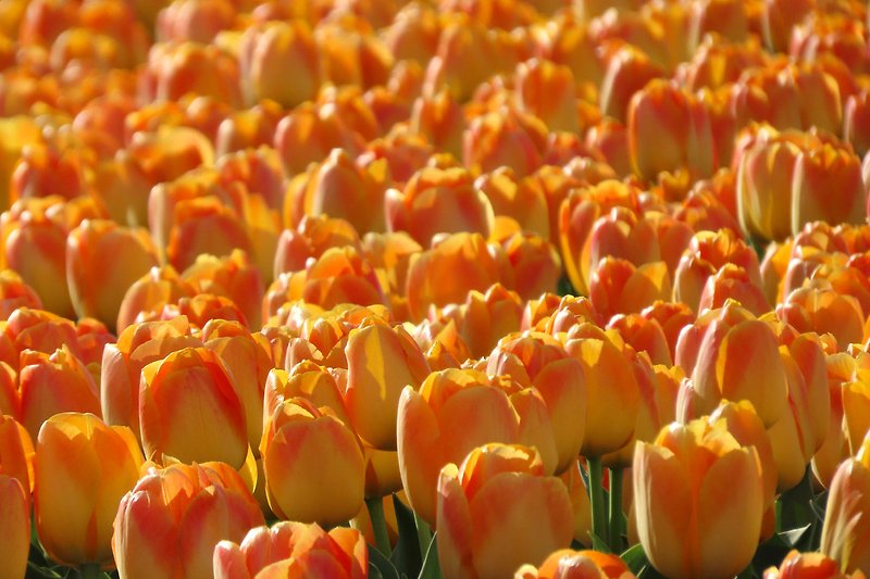 Wunderbare Tulpen