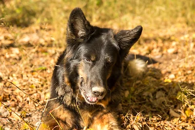 Traumferienhaus Hirschblick