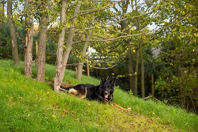 Traumferienhaus Hirschblick