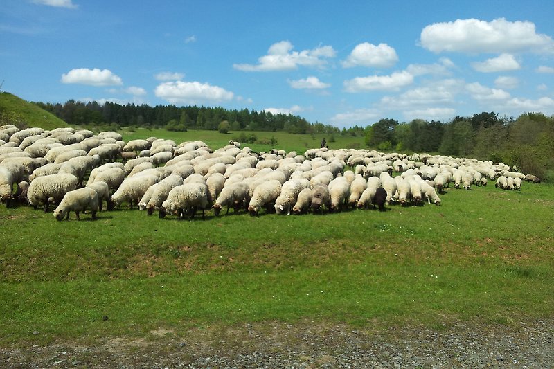 Schafsherde FFH-Naturschutzgebiet Wetzlar