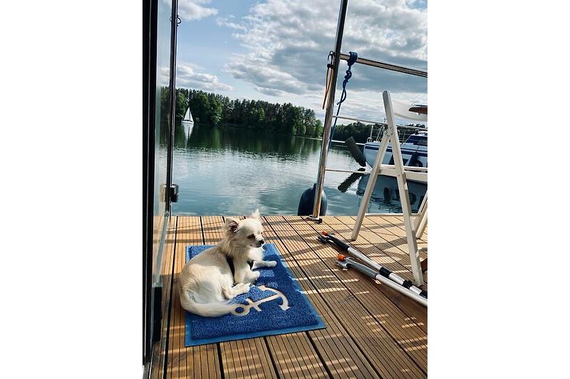 Ein idyllischer Ort am See mit einem Hund und Booten.