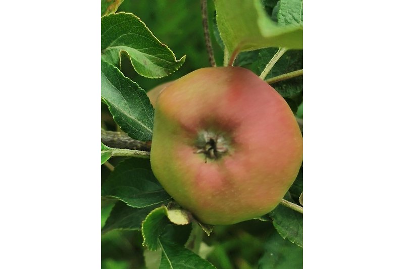 Auf der kleinen Obstwiese wachsen Äpfel, Birnen, Himbeeren und Aronia.