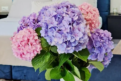 Studio Apartment Lea - Rovinj by Villas Guide