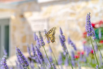 Villa Bradat by Villas Guide