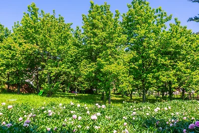 Vila il Giardino Segreto with pool by Villas...