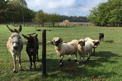 Ferienwohnungen in Wald und Flur - Wohnung Flur