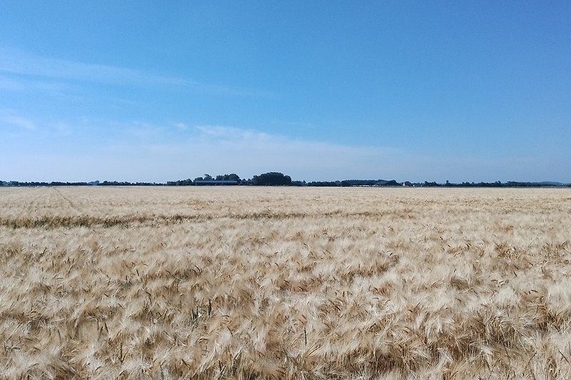 Die Landschaft von Walcheren mit Kornfeldern