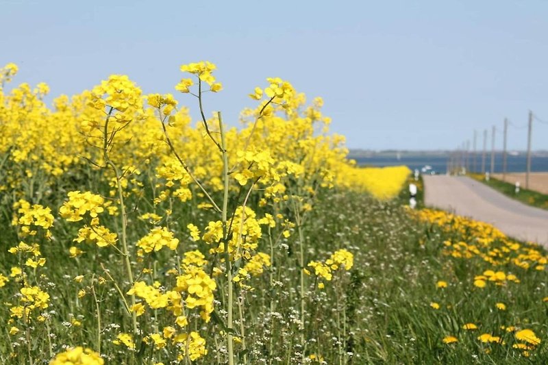 Omgeving (zomer) (1-5 km)