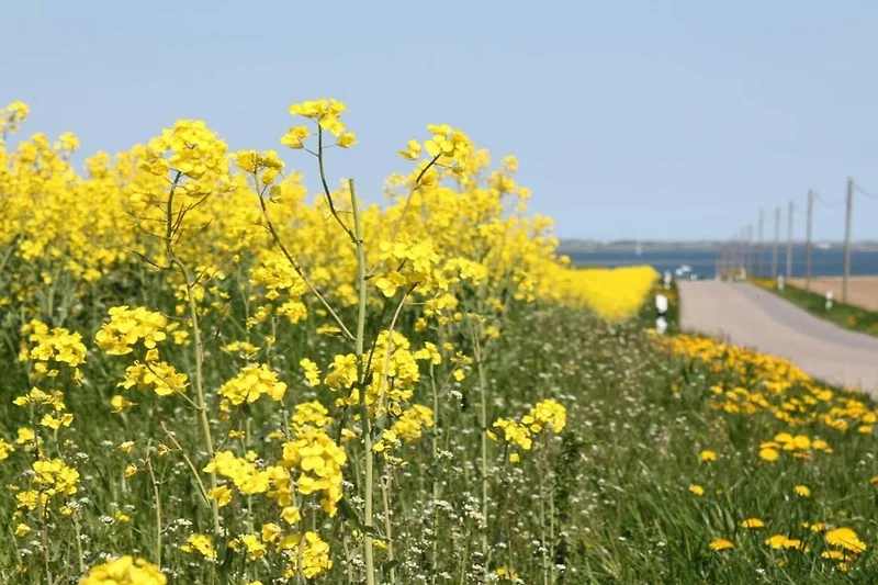 Omgeving (zomer) (1-5 km)