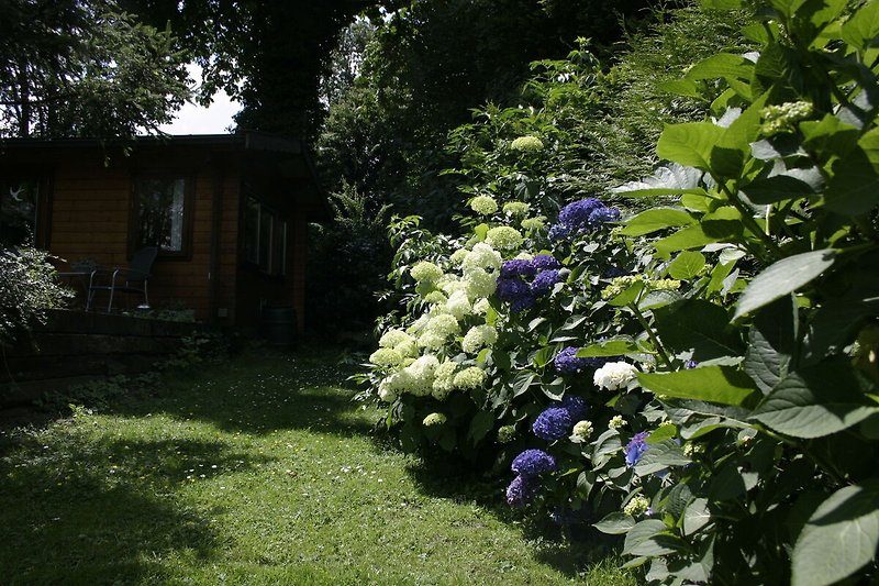 Garten (Sommer)