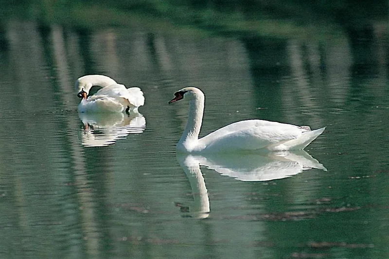 In de regio (zomer) (>5 km)