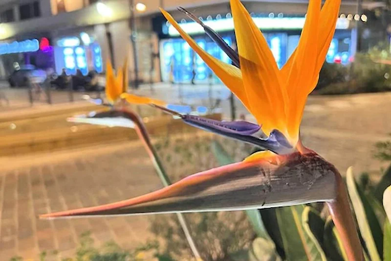 Außenseite Ferienhaus (Sommer)