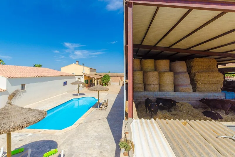 Schwimmbad des Ferienhauses