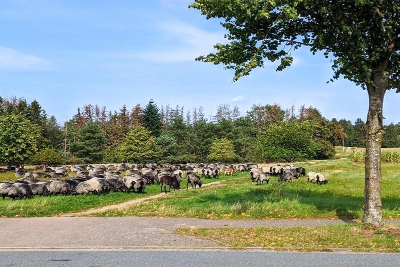 Omgeving (zomer) (1-5 km)