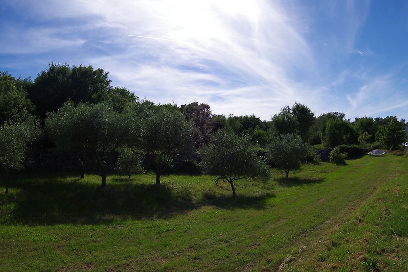 Giardino (estate)