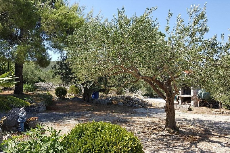 Garten (Sommer)
