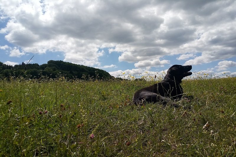 In de regio (zomer) (>5 km)