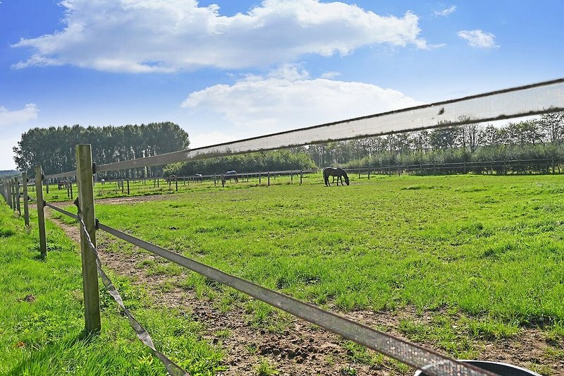 Directe omgeving (zomer) (<1 km)