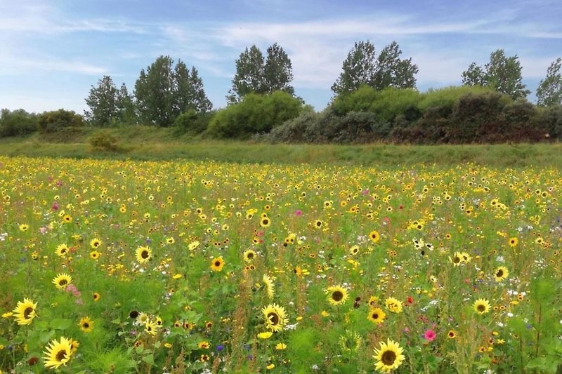 In der Region (Sommer) (>5 km)