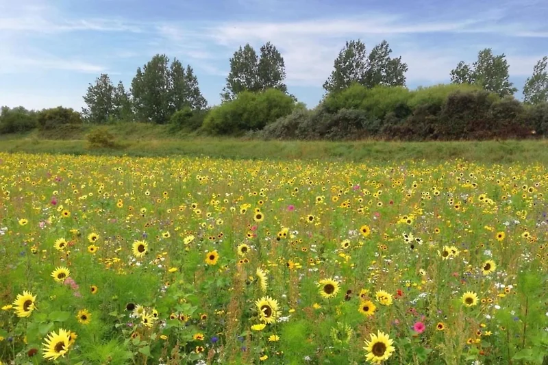 In de regio (zomer) (>5 km)