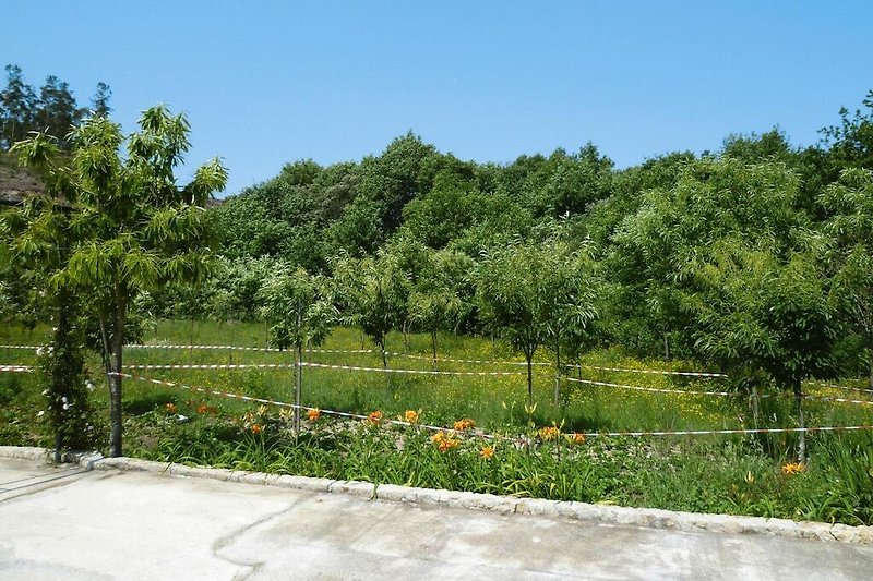 Ogród (lato)