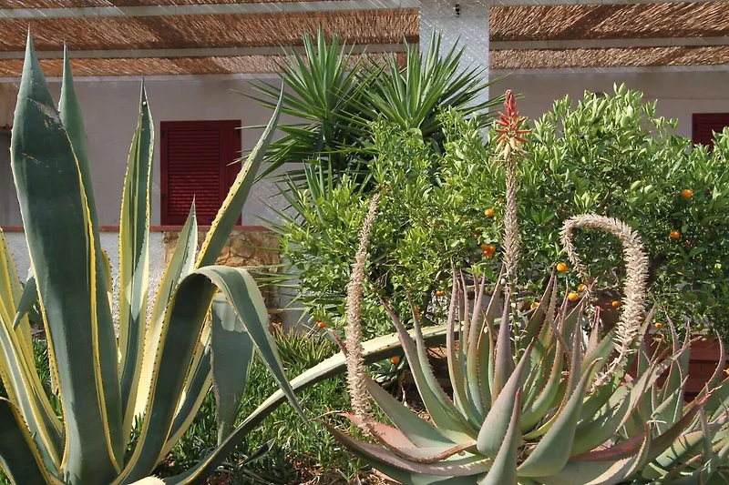 Außenseite Ferienhaus (Sommer)