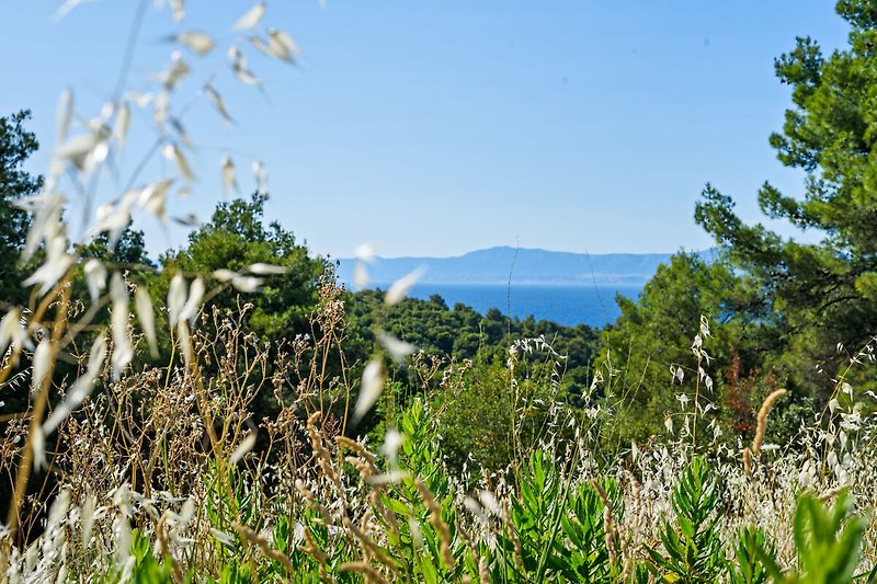 Direkte Umgebung (Sommer) (<1 km)