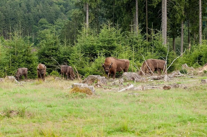 In der Region (Sommer) (>5 km)