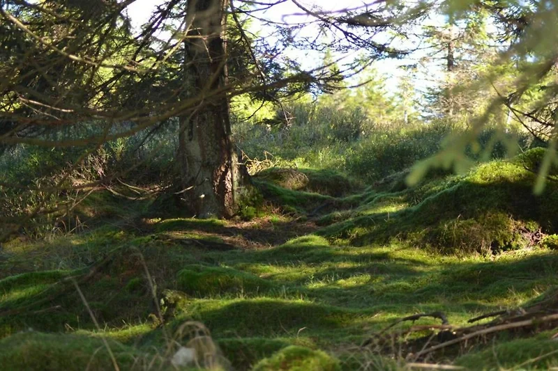 Dintorni (estate) (1-5 km)