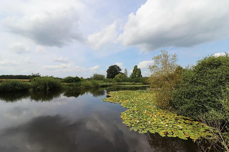 Tuin (zomer)