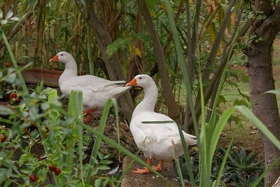 In de botanische tuin