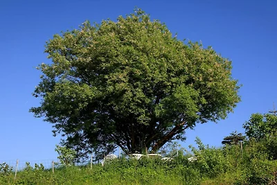 6 Personen Ferienhaus in Knebel
