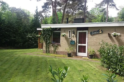 Ferienhaus in Waldnהhe in Ommen mit Pool