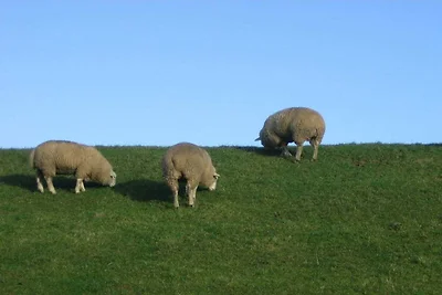 Ferienwohnung mit 1 Schlafzimmer