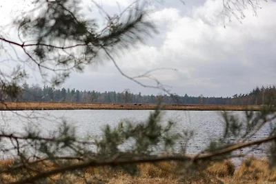 Lodge in Bospark bij natuurgebied