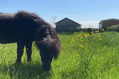Ferienhäuser in Friesland mit Bauernhof