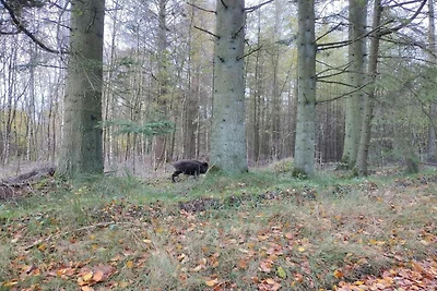 4 persoons vakantie huis in Hovborg-By Traum