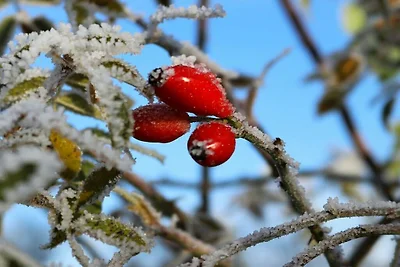 Rosenhagen in der Gutsscheune Thorstorf
