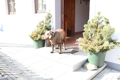 Apartment in Hüttau nahe Skigebiet
