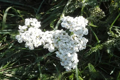 7 Personen Ferienhaus in Bredebro-By Traum