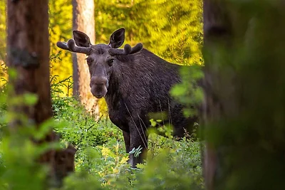 6 Personen Ferienhaus in SÄLEN-By Traum