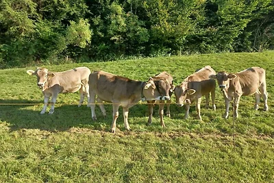 Ferienhof - Kugler Wiesenblick