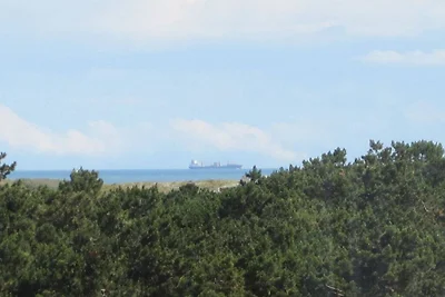 Lüttje Strandflieder