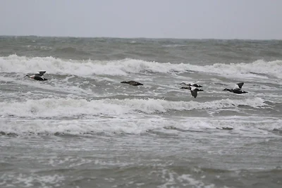 6 Personen Ferienhaus in Løkken-By Traum