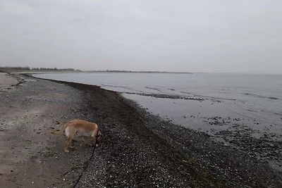 8 persoons vakantie huis in Rødby-By Traum