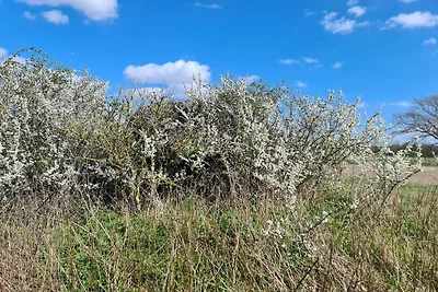 6 Personen Ferienhaus in Haarby-By Traum