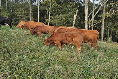 Appartamento per vacanze a San Pietro con...